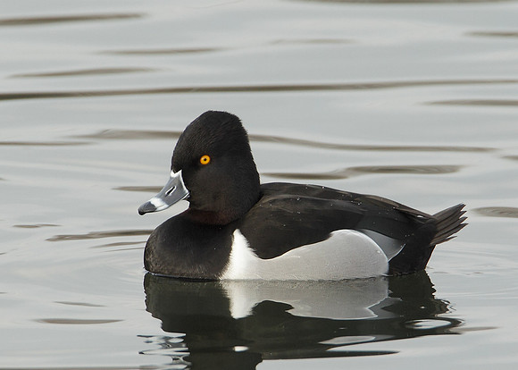 Ring-necked Duck Aythya collaris