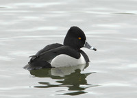 Ring-necked Duck Aythya collaris