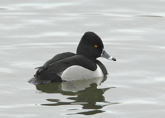 Ring-necked Duck Aythya collaris