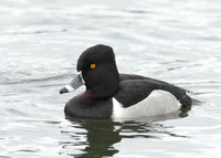 Ring-necked Duck Aythya collaris