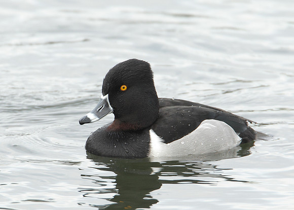 Ring-necked Duck Aythya collaris