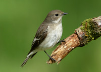 Pied Flycatcher Ficedula hypoleuca