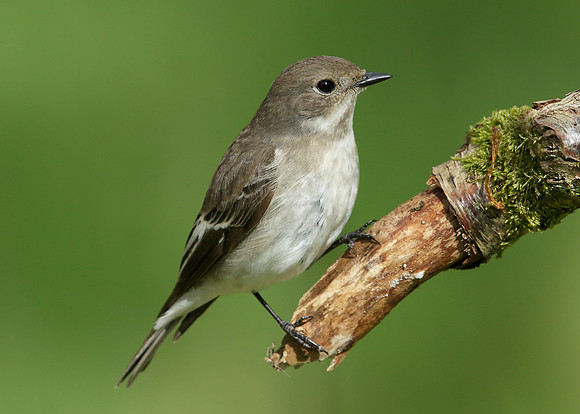 Pied Flycatcher Ficedula hypoleuca