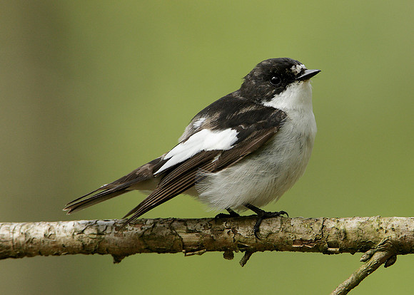 Pied Flycatcher Ficedula hypoleuca