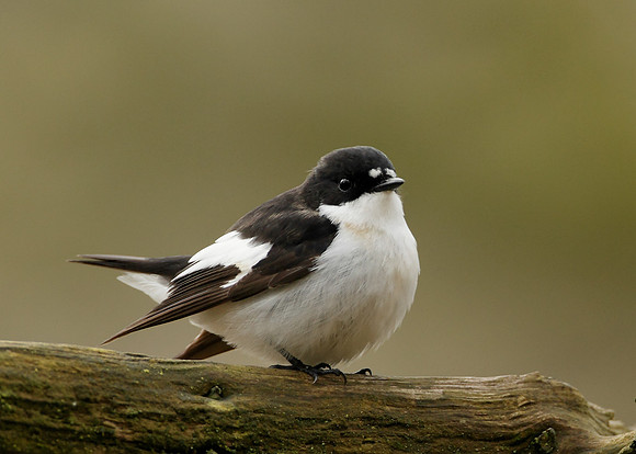 Pied Flycatcher Ficedula hypoleuca