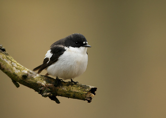Pied Flycatcher Ficedula hypoleuca