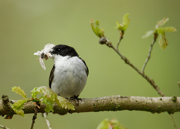Pied Flycatcher Ficedula hypoleuca
