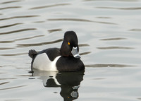 Ring-necked Duck Aythya collaris