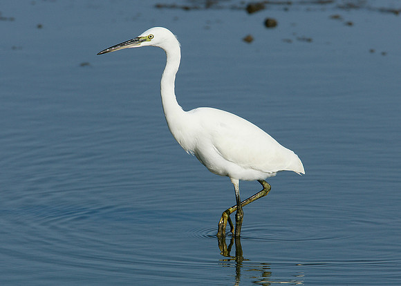 Little Egret Egretta garzetta