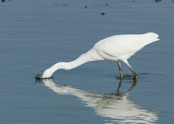 Little Egret Egretta garzetta