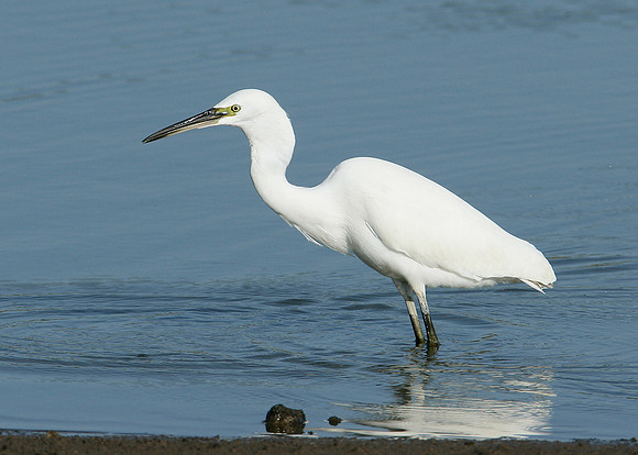 Little Egret Egretta garzetta