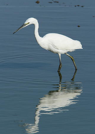 Little Egret Egretta garzetta