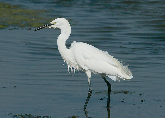 Little Egret Egretta garzetta