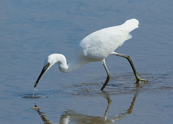 Little Egret Egretta garzetta