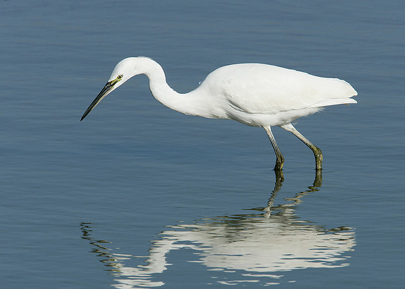 Little Egret Egretta garzetta