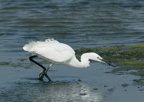Little Egret Egretta garzetta
