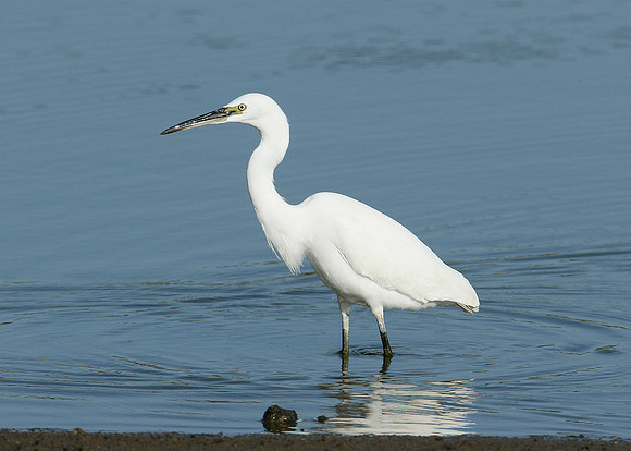 Little Egret Egretta garzetta