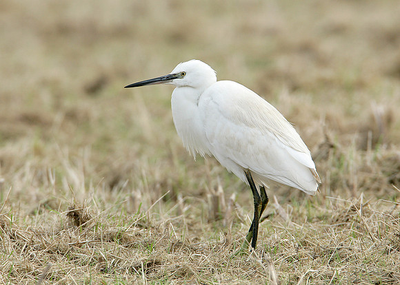 Little Egret Egretta garzetta