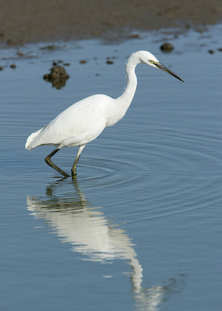Little Egret Egretta garzetta