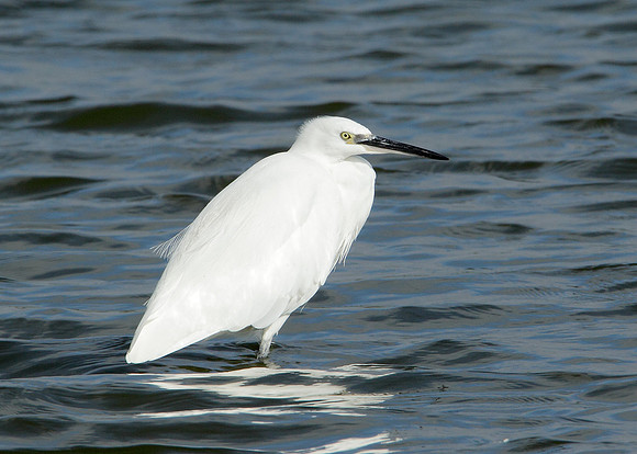 Little Egret Egretta garzetta