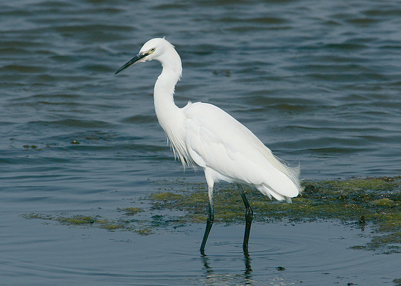 Little Egret Egretta garzetta