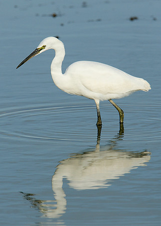 Little Egret Egretta garzetta