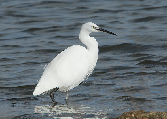 Little Egret Egretta garzetta