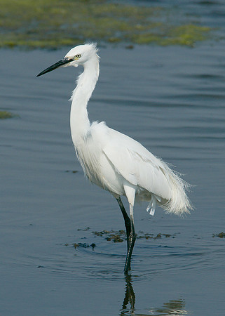 Little Egret Egretta garzetta