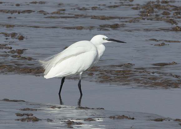 Little Egret Egretta garzetta