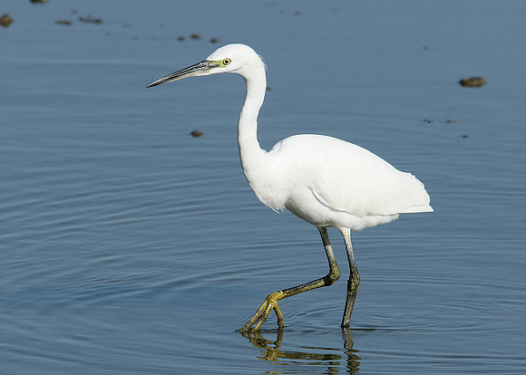 Little Egret Egretta garzetta