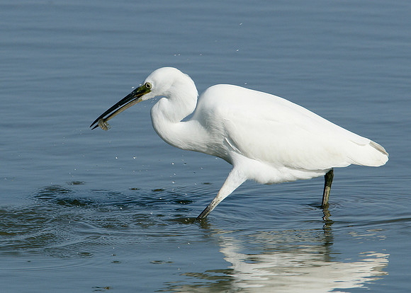 Little Egret Egretta garzetta
