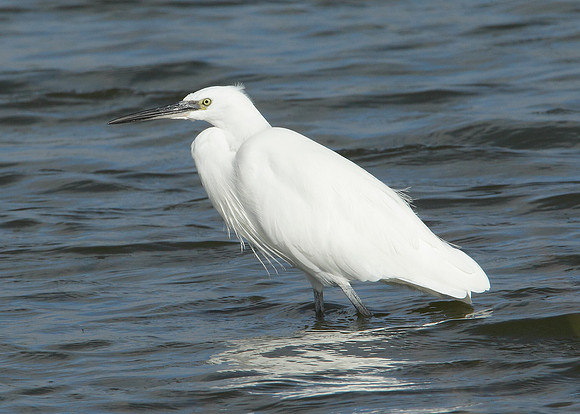 Little Egret Egretta garzetta