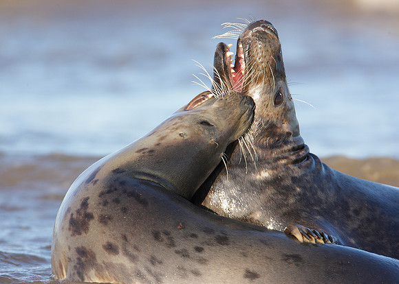 Grey Seal Halichoerus grypus