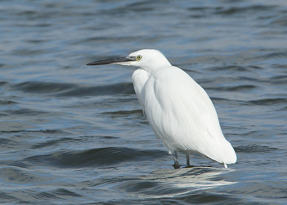 Little Egret Egretta garzetta
