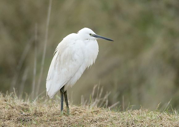 Little Egret Egretta garzetta