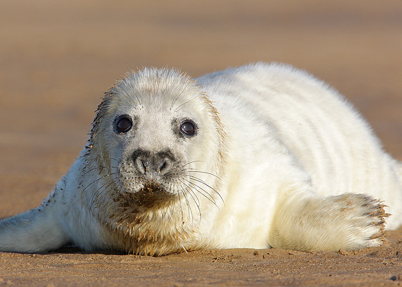 Grey Seal Halichoerus grypus