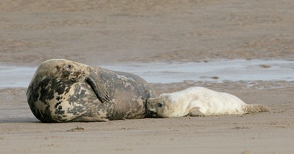 Grey Seal Halichoerus grypus