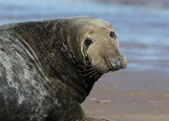Grey Seal Halichoerus grypus