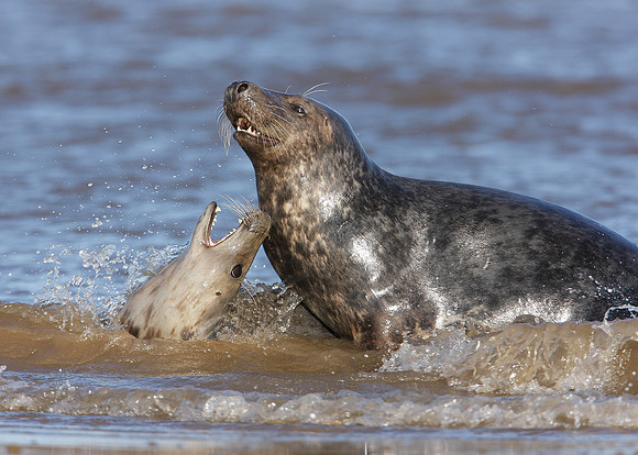 Grey Seal Halichoerus grypus