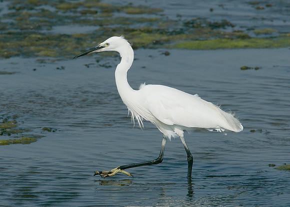 Little Egret Egretta garzetta