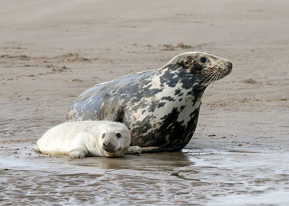 Grey Seal Halichoerus grypus