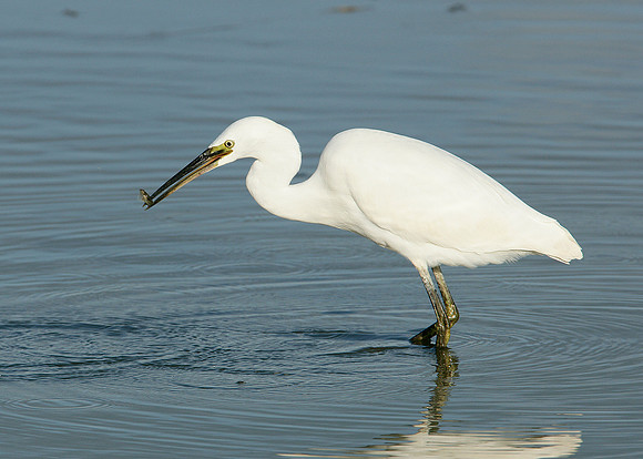 Little Egret Egretta garzetta