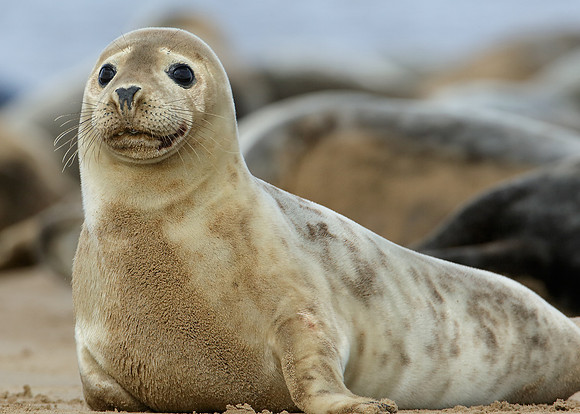 Grey Seal Halichoerus grypus