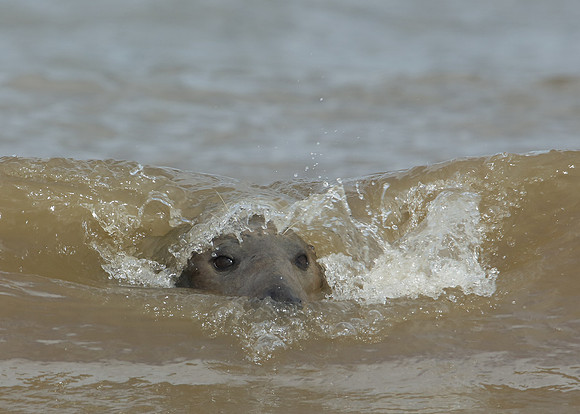 Grey Seal Halichoerus grypus