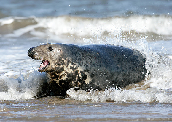 Grey Seal Halichoerus grypus