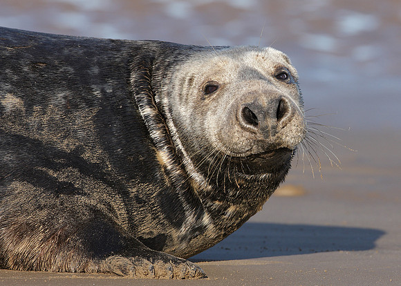 Grey Seal Halichoerus grypus