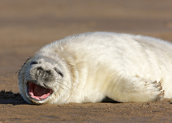 Grey Seal Halichoerus grypus