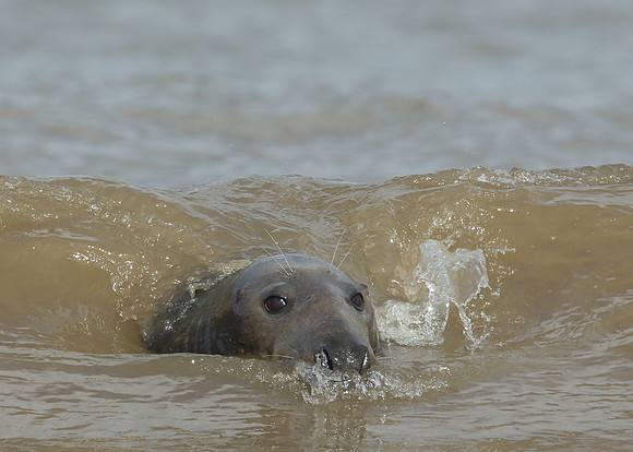 Grey Seal Halichoerus grypus