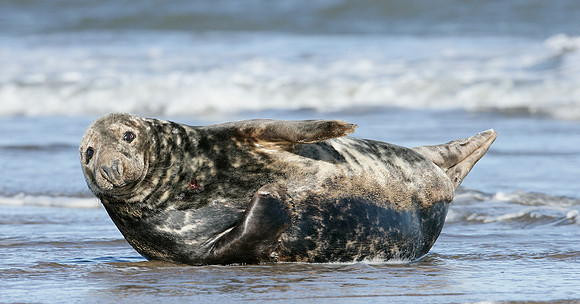 Grey Seal Halichoerus grypus