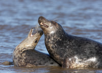 Grey Seal Halichoerus grypus